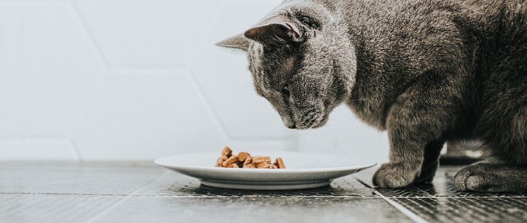 chat ne mange plus